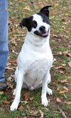 Balto - Photo 3