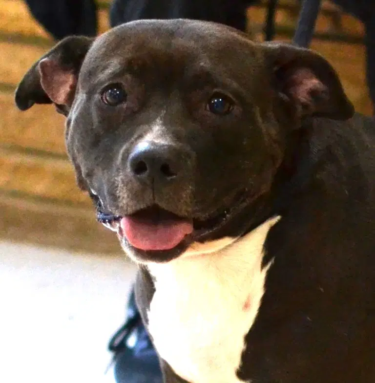 Lola - Pit Bull Terrier