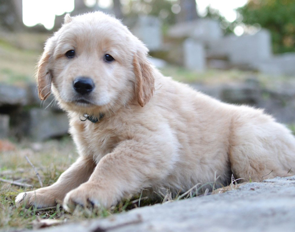 Charlie Image