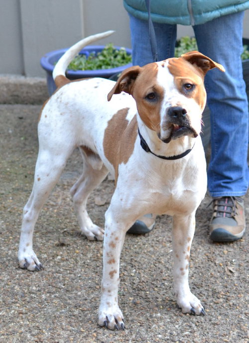 picture of the dog needing adoption