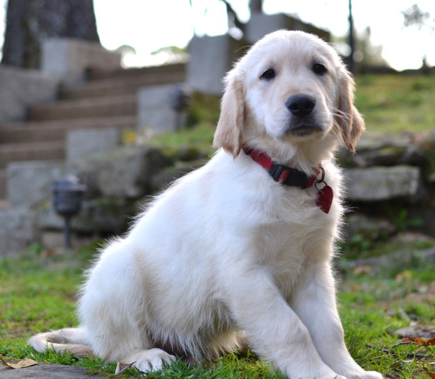 Toby