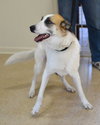 Arlo - Photo 2