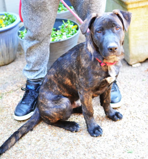 Luke, an adoptable Labrador Retriever in Germanton, TN