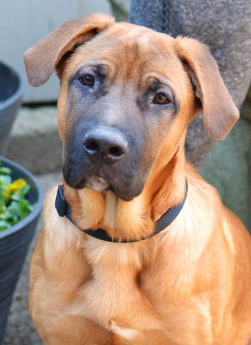 Ronan, an adoptable German Shepherd Dog in Germanton, TN