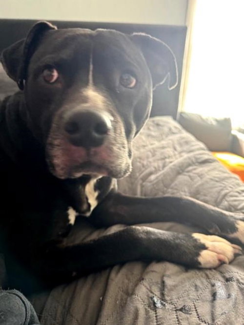 Duke, an adoptable Pit Bull Terrier in Germanton, TN