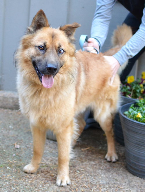 Woody, an adoptable German Shepherd Dog in Germanton, TN