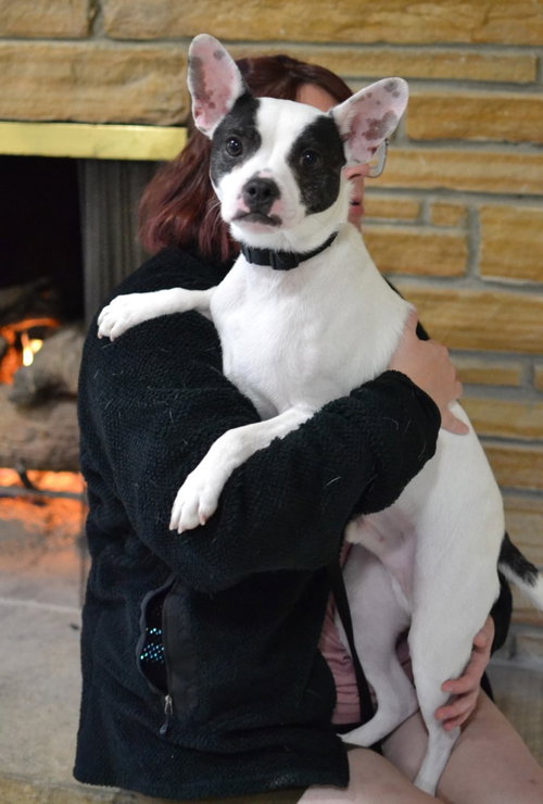 Bingo, an adoptable Boston Terrier in Germanton, TN