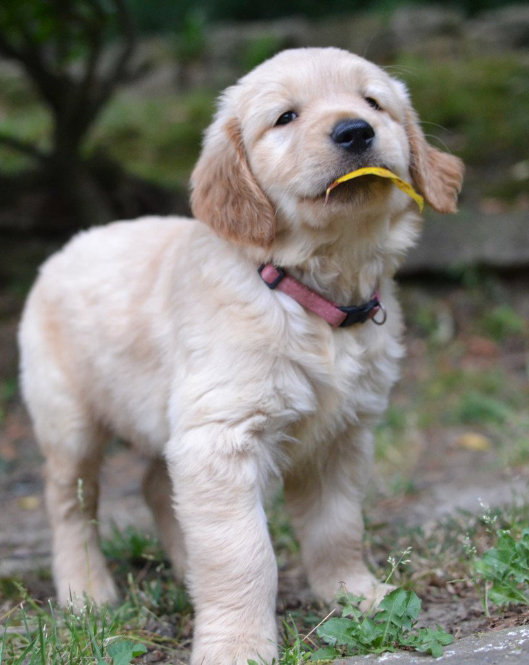 Lacey