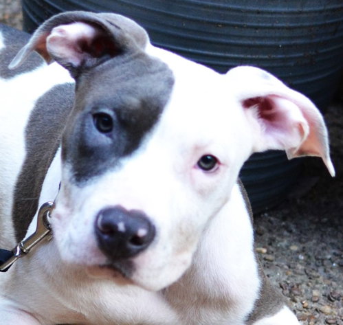 Milo, an adoptable Pit Bull Terrier in Germanton, TN