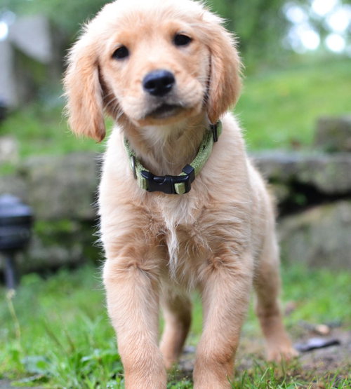 Scout, an adoptable Golden Retriever in Germanton, TN