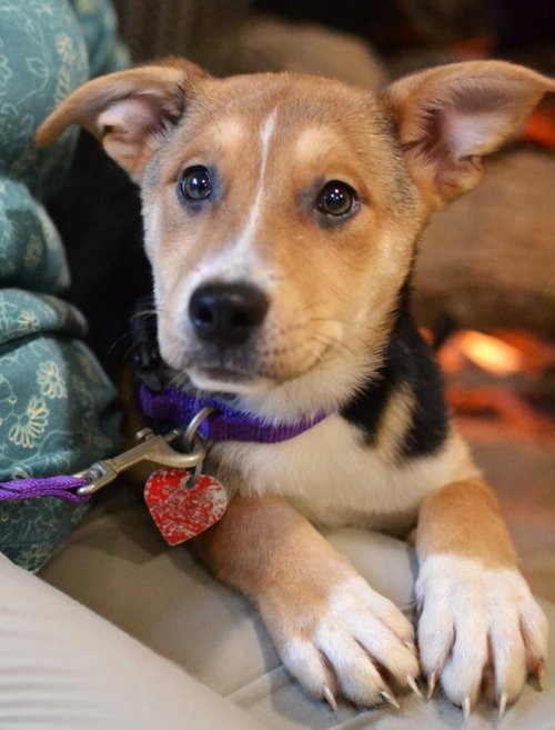 Poppy, an adoptable Jack Russell Terrier in Germanton, TN