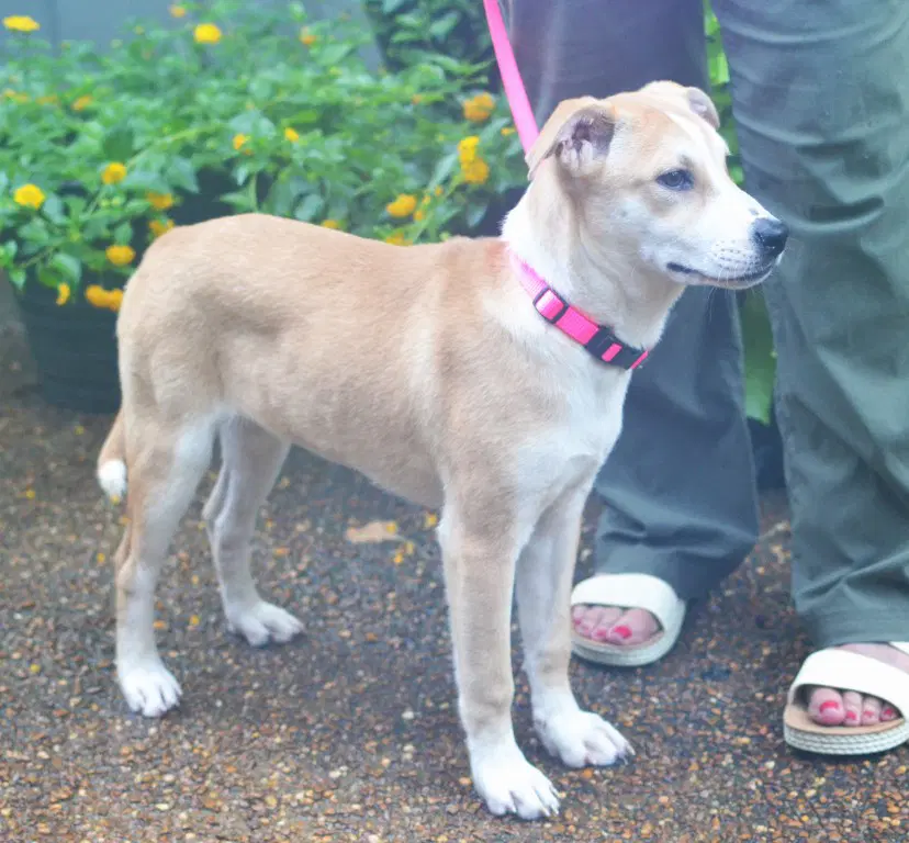 Pippa image 3