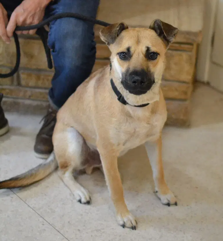 Woody - German Shepherd Dog