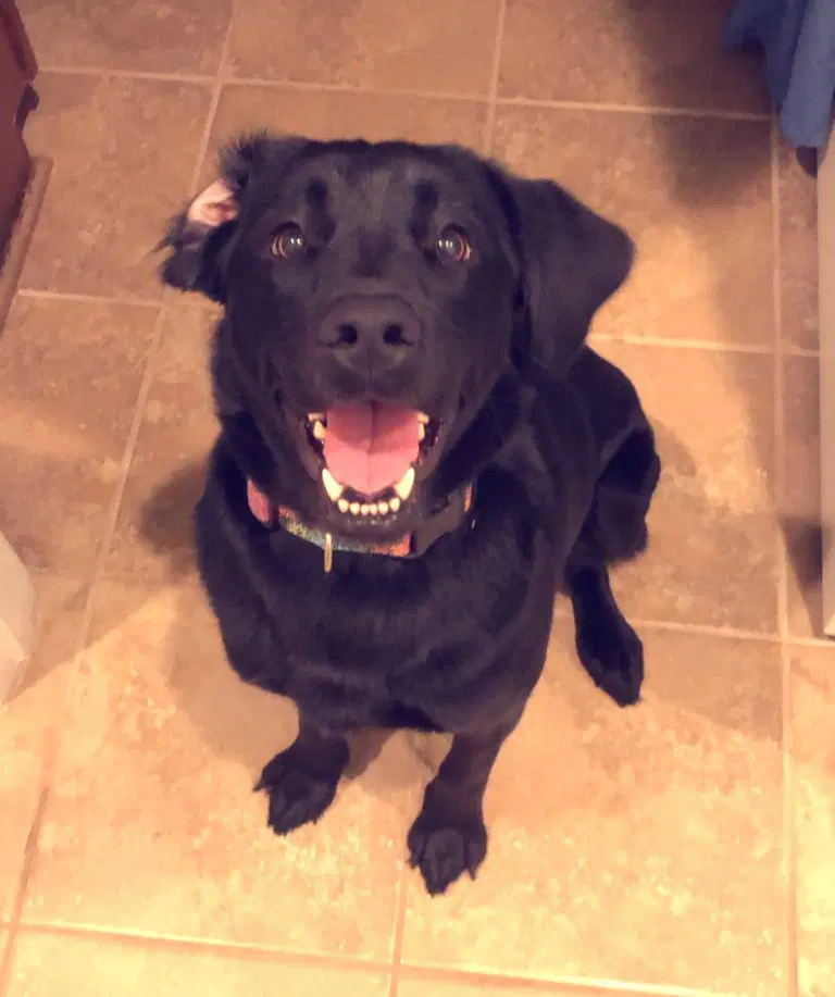 Bunny - Labrador Retriever