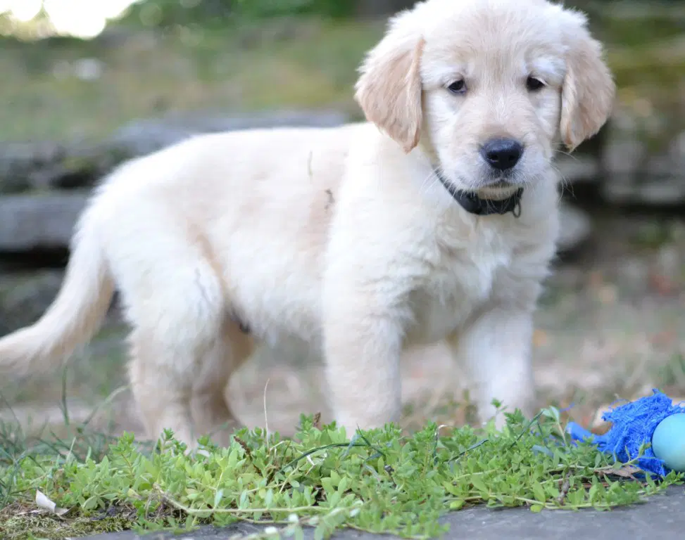 Hunter - Golden Retriever