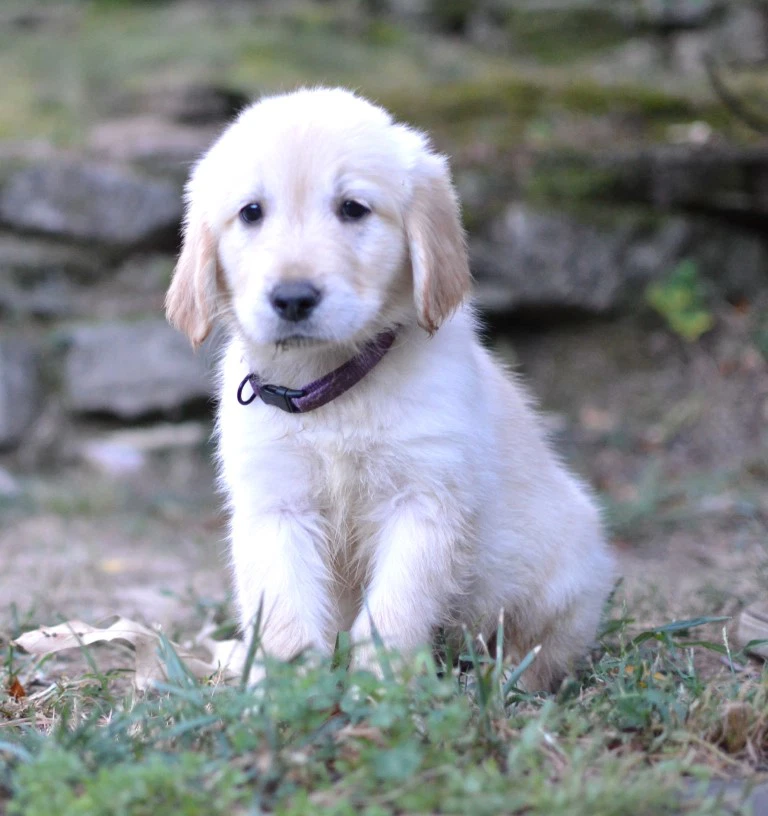 Holly