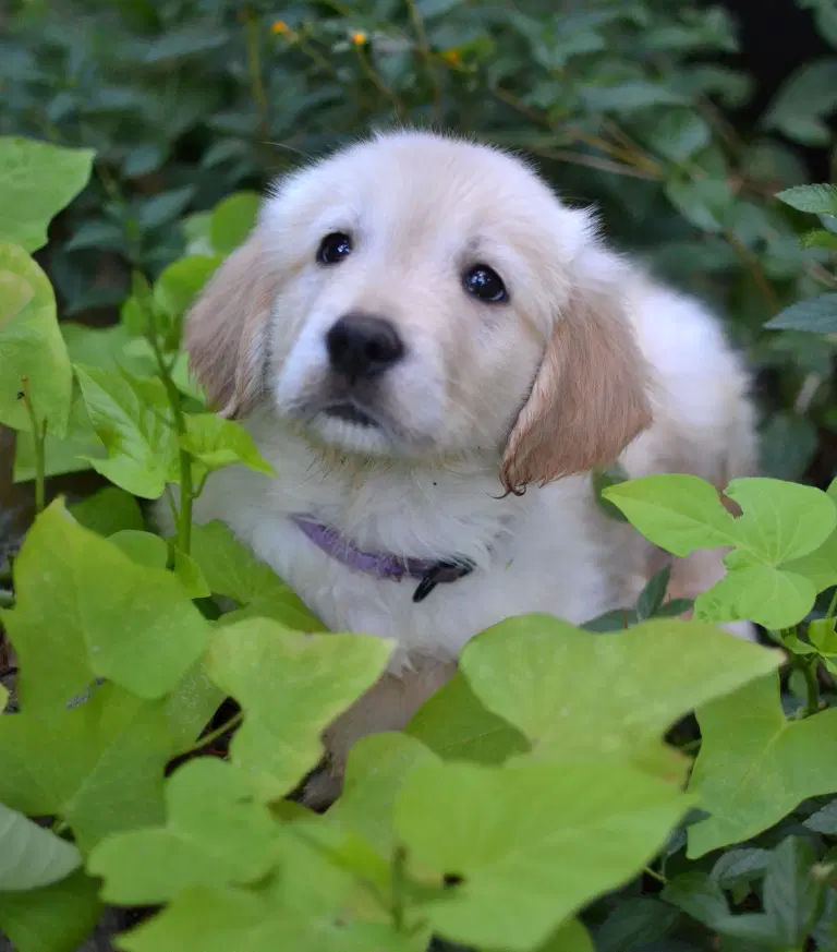 Holly image 3