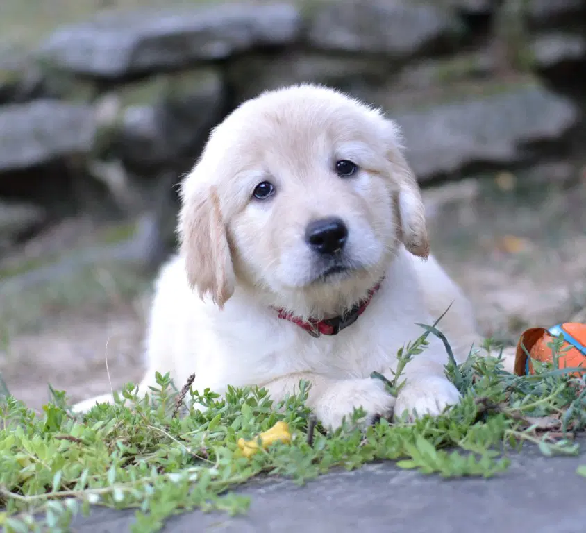Halle - Golden Retriever