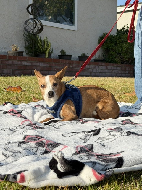 Sandy, photo 2