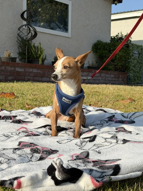 Sandy, photo 3