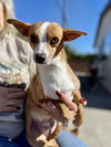 adoptable Dog in Lake Elsinore, CA named Sandy