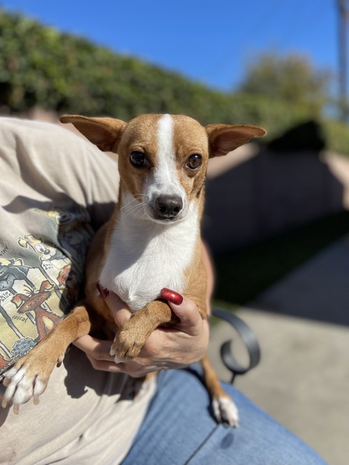 SANDY - Parson Russell Terrier / Jack Russell Terrier available for adoption