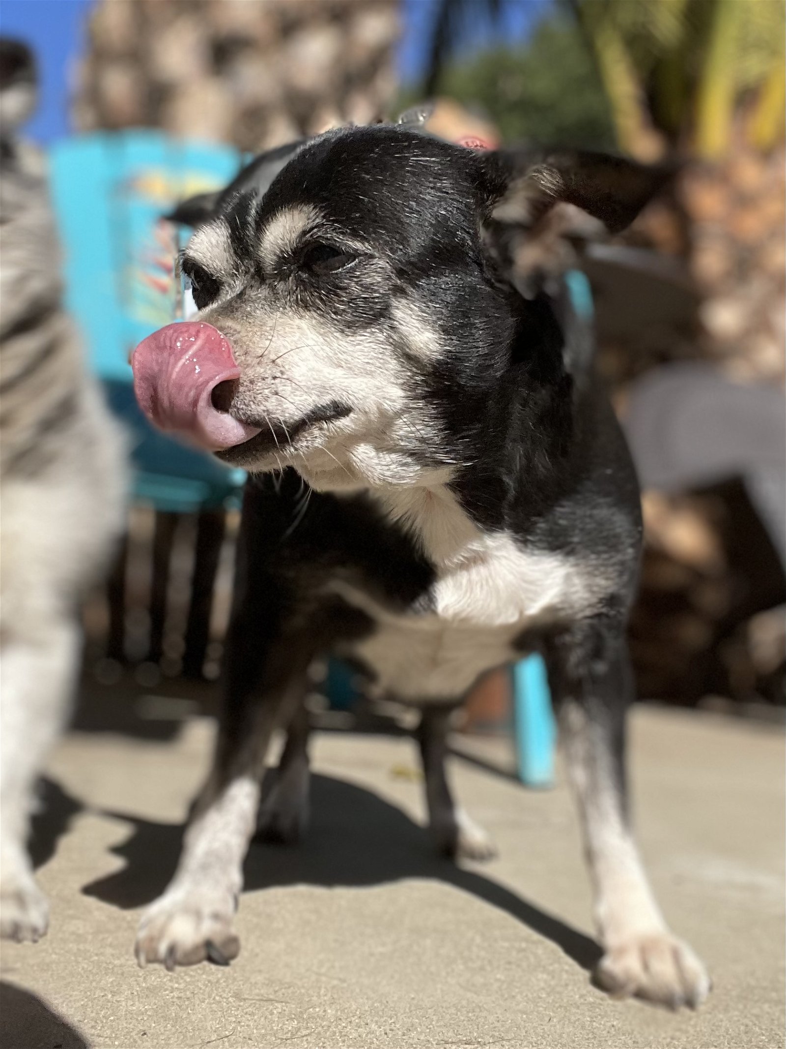 adoptable Dog in Lake Elsinore, CA named Ashley