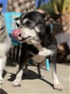adoptable Dog in la, CA named Ashley