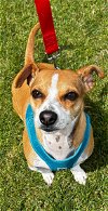adoptable Dog in lake elsinore, CA named Ginger Marley