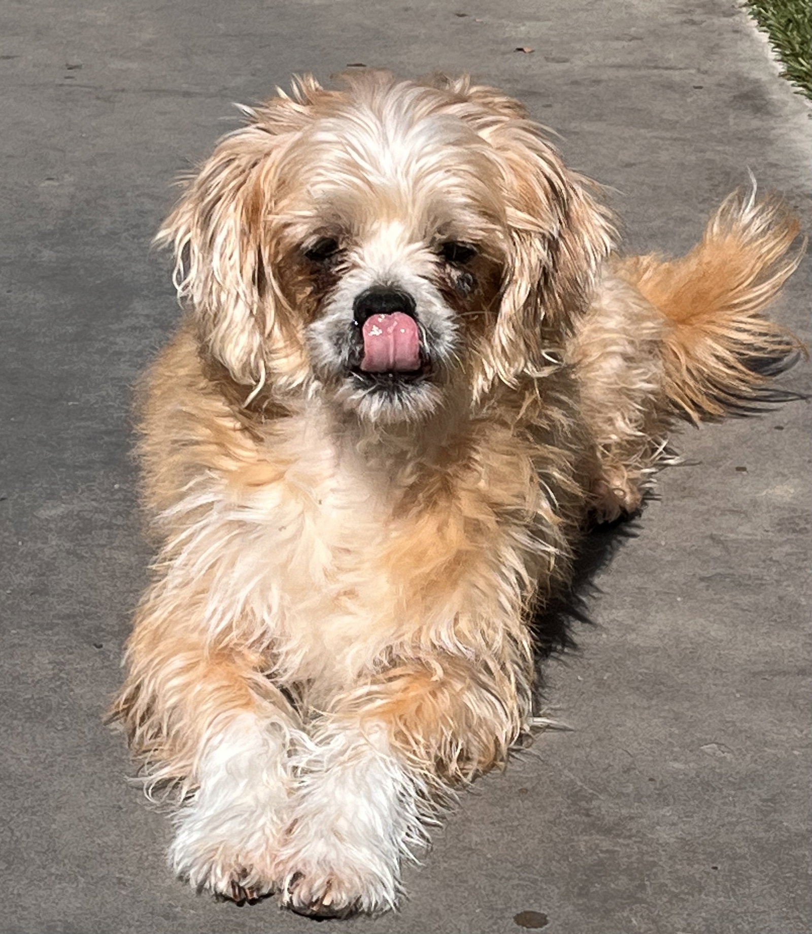 Dog adoption in Lake Elsinore, CA 92530 Pekingese / Mixed (medium coat