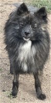 adoptable Dog in lake elsinore, CA named Brandon