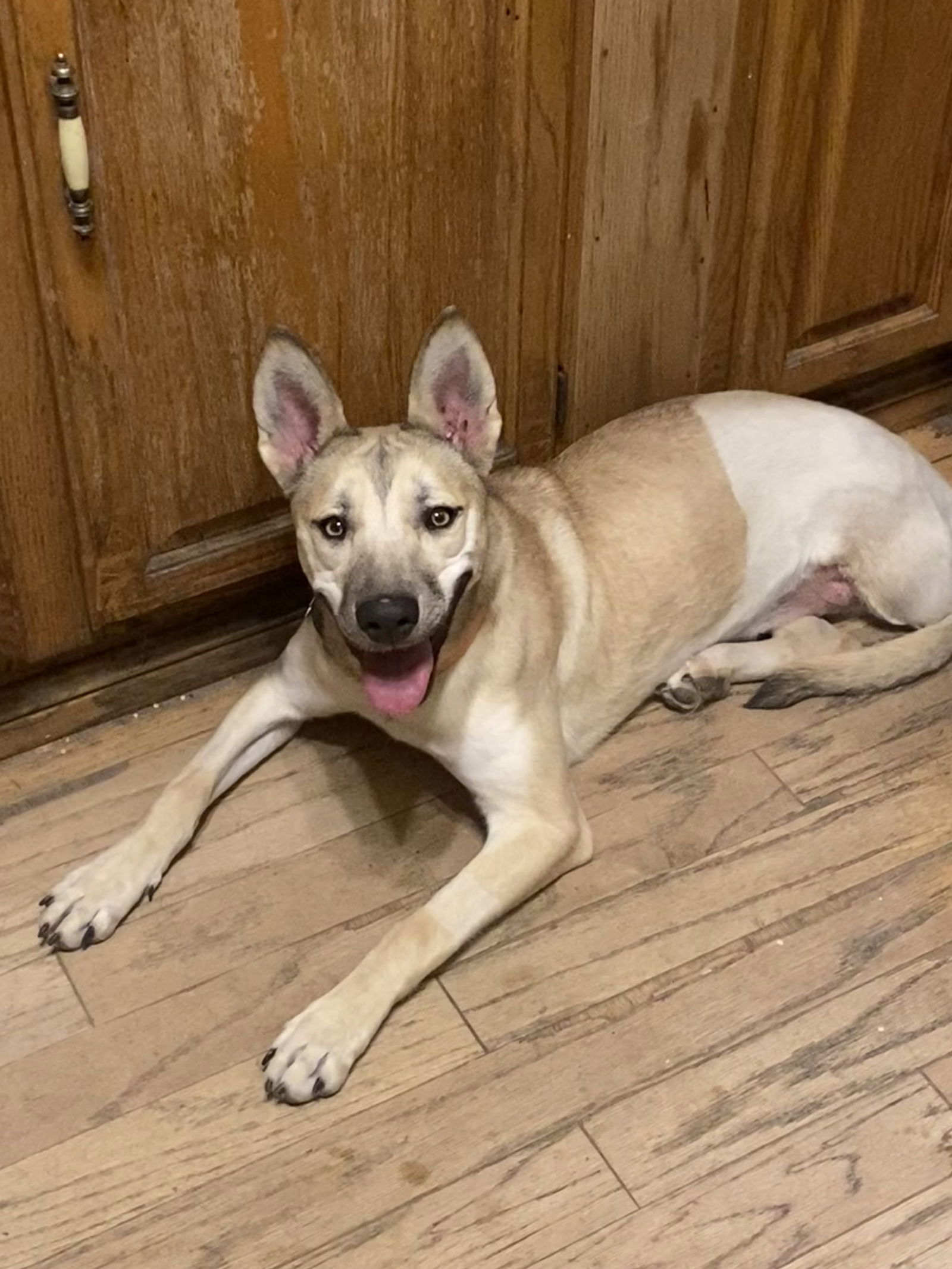 Carolina dog black 2024 mouth cur mix