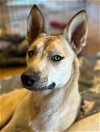 adoptable Dog in lake elsinore, CA named Amber AKA Chyna