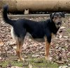 adoptable Dog in lake elsinore, CA named Brodie