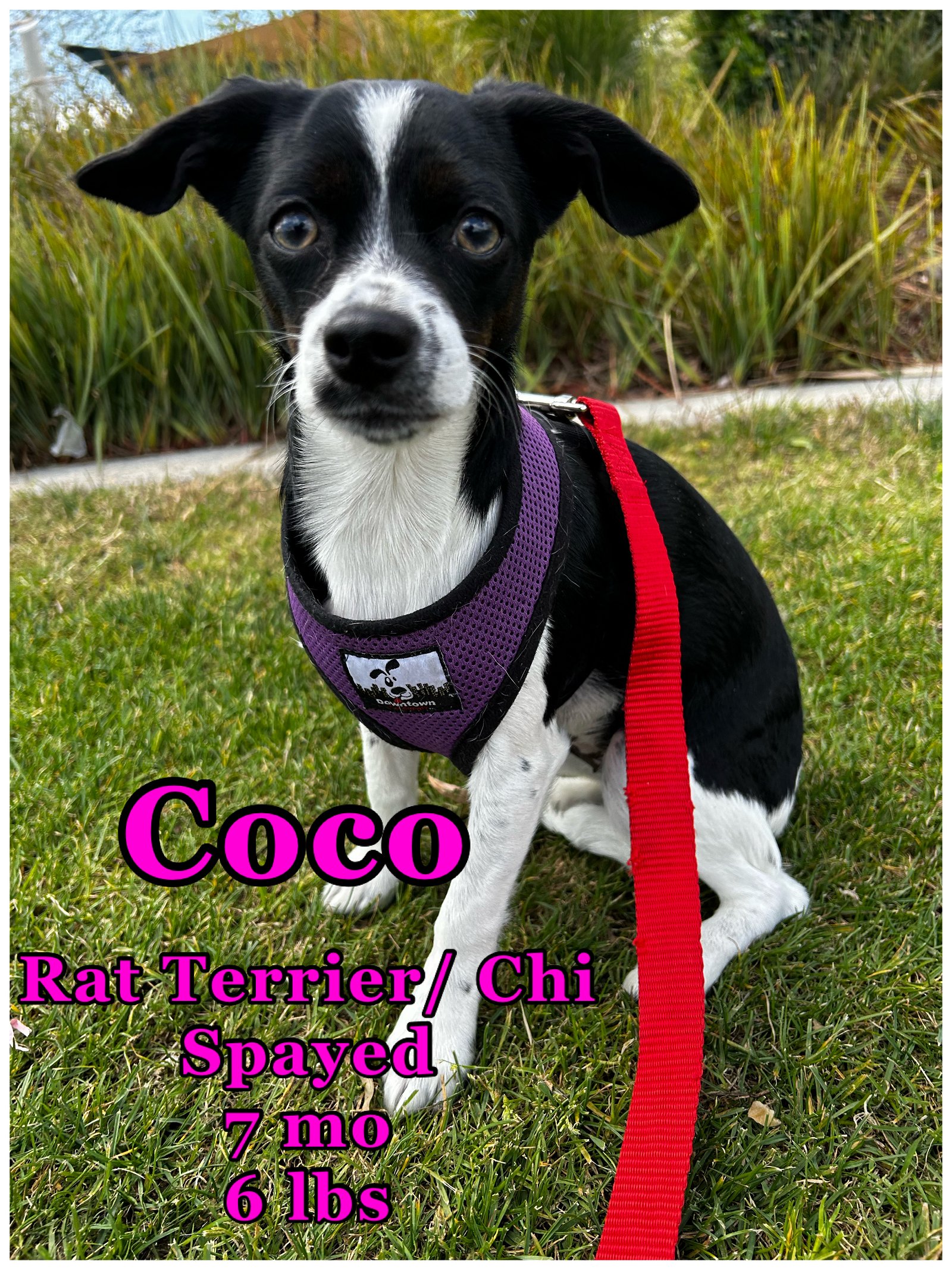 adoptable Dog in Lake Elsinore, CA named Coco