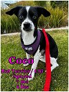 adoptable Dog in lake elsinore, CA named Coco