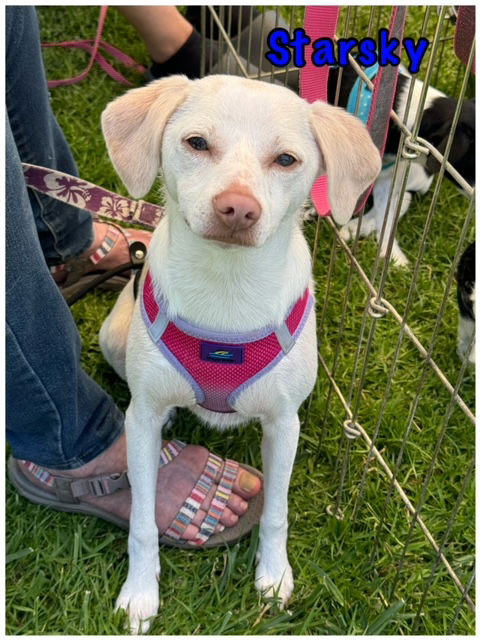 adoptable Dog in Lake Elsinore, CA named Starsky