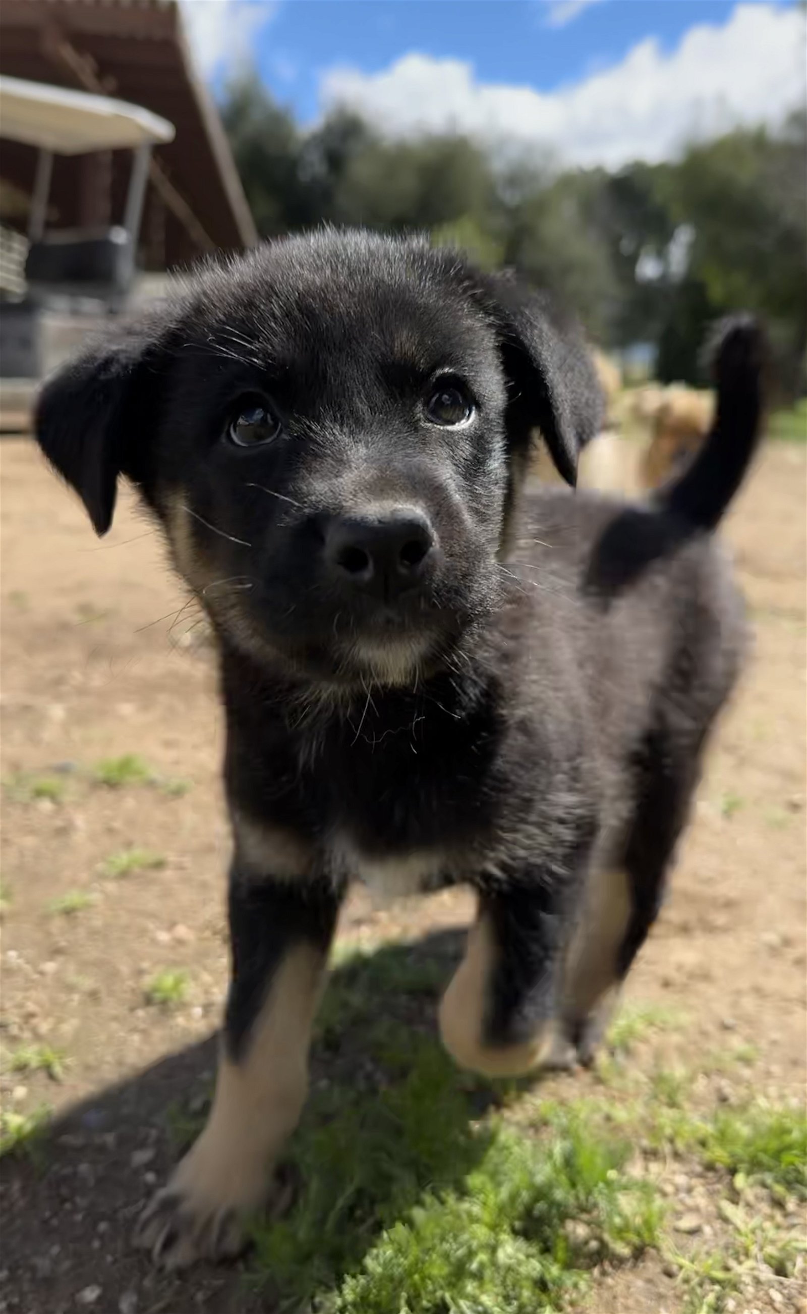 adoptable Dog in Lake Elsinore, CA named River