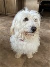 adoptable Dog in lake elsinore, CA named Aksana aka Oxana