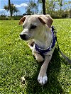 adoptable Dog in la, CA named Hutch