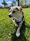 adoptable Dog in Lake Elsinore, CA named Hutch