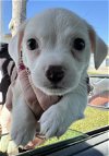 adoptable Dog in lake elsinore, CA named Bailey