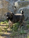 adoptable Dog in lake elsinore, CA named Dinky