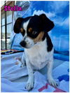 adoptable Dog in Lake Elsinore, CA named Stella