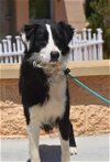 adoptable Dog in lake elsinore, CA named Collin