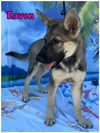 adoptable Dog in Lake Elsinore, CA named Raven