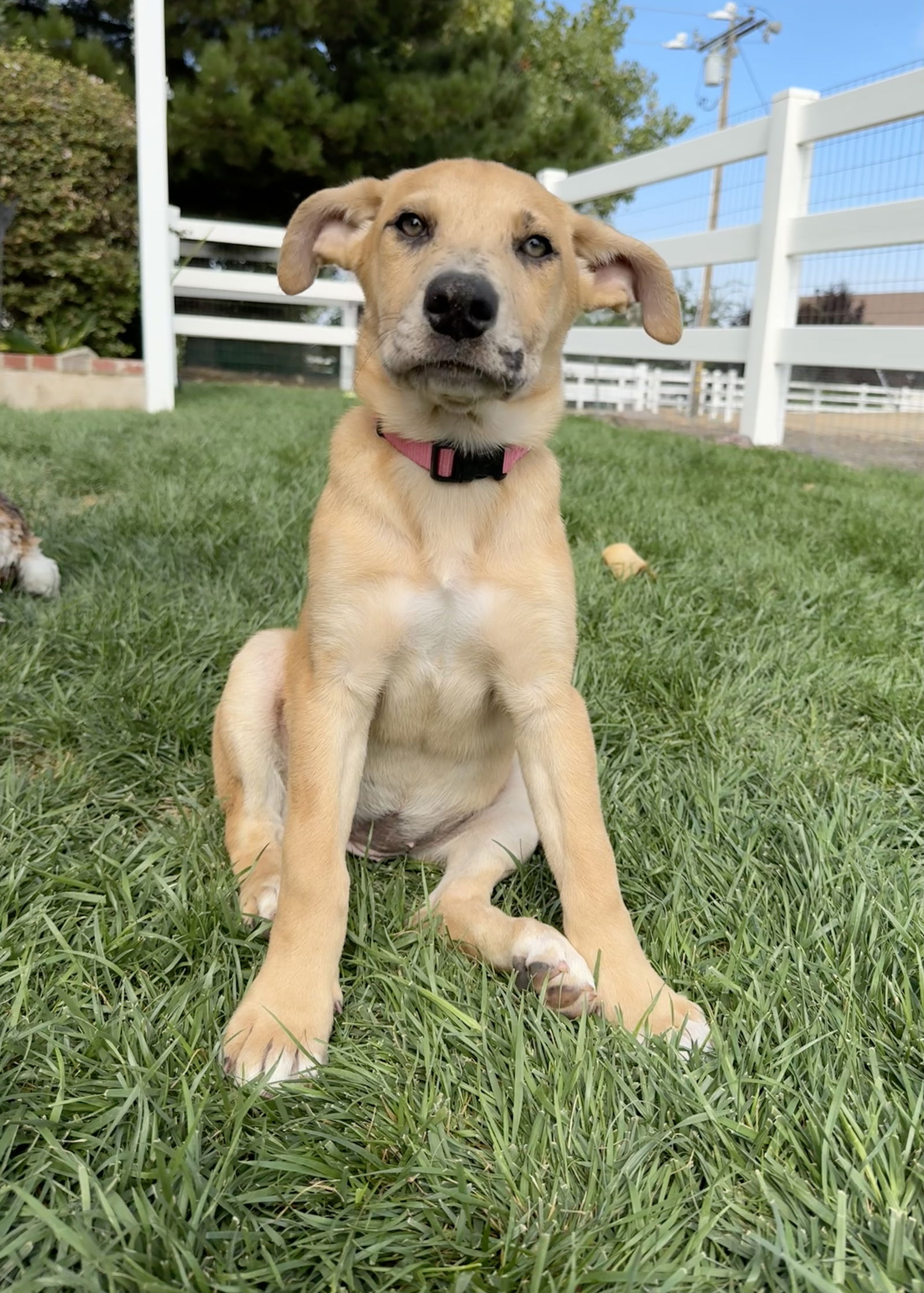 adoptable Dog in Lake Elsinore, CA named Shiloh