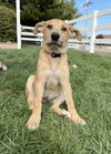 adoptable Dog in , CA named Shiloh