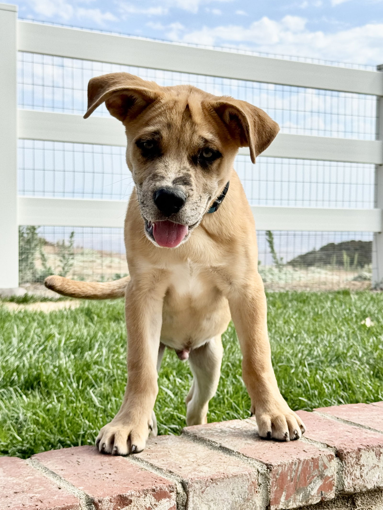 adoptable Dog in Lake Elsinore, CA named Jack