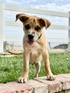 adoptable Dog in , CA named Jack